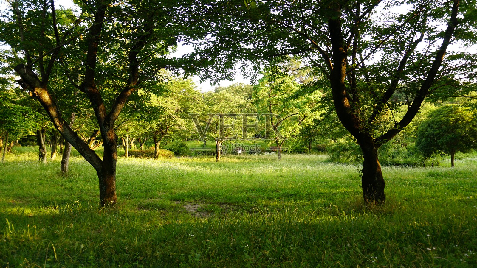 日本名古屋东山徒步路线照片摄影图片