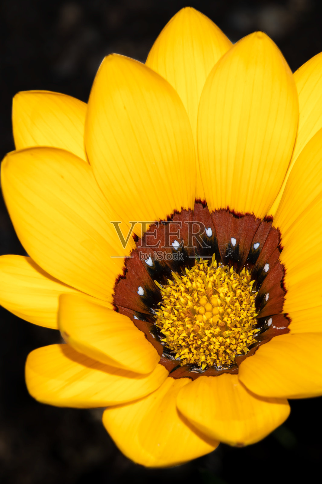 盛开的花朵照片摄影图片