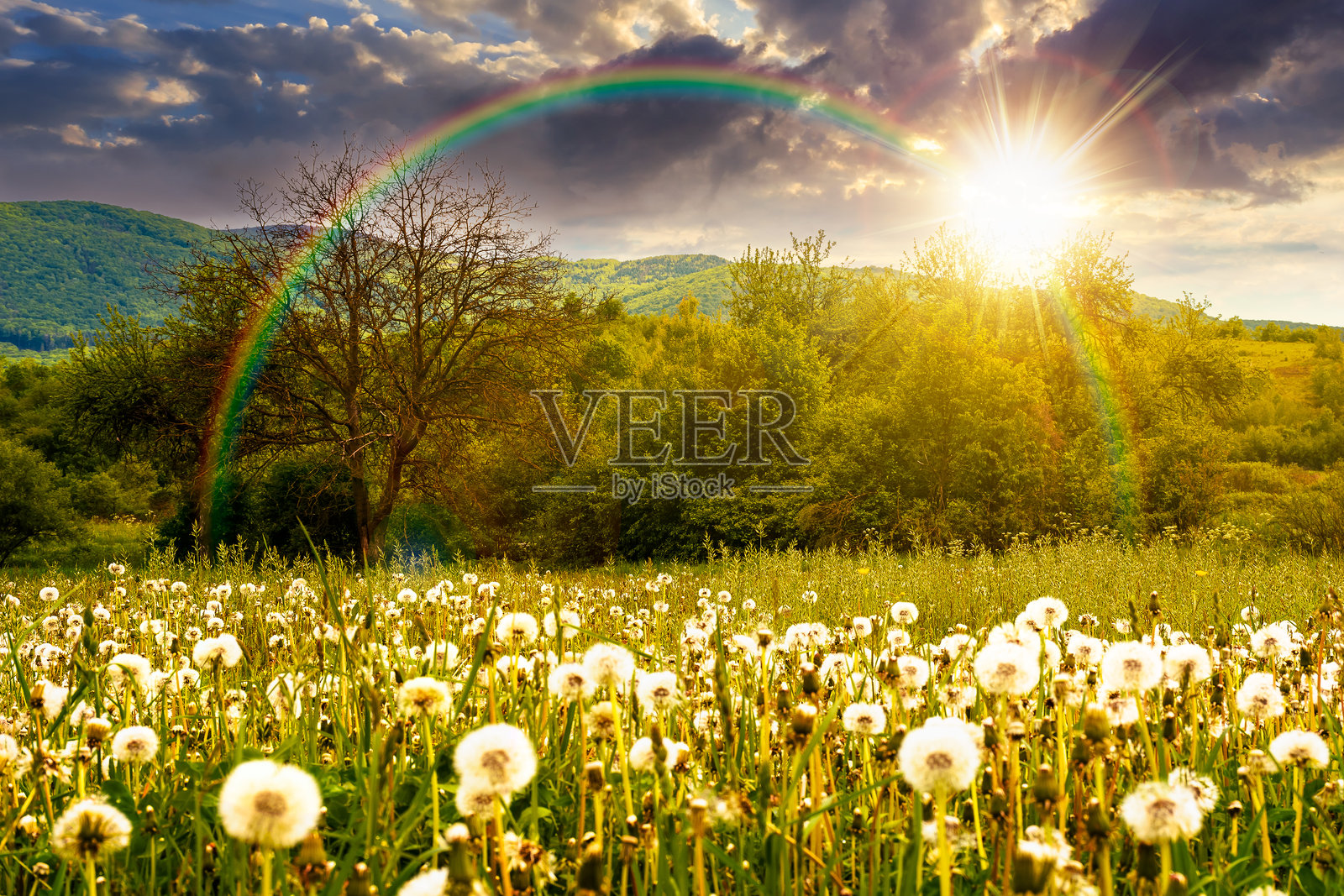 春天日落时分，乡间开满蒲公英的田野风光照片摄影图片