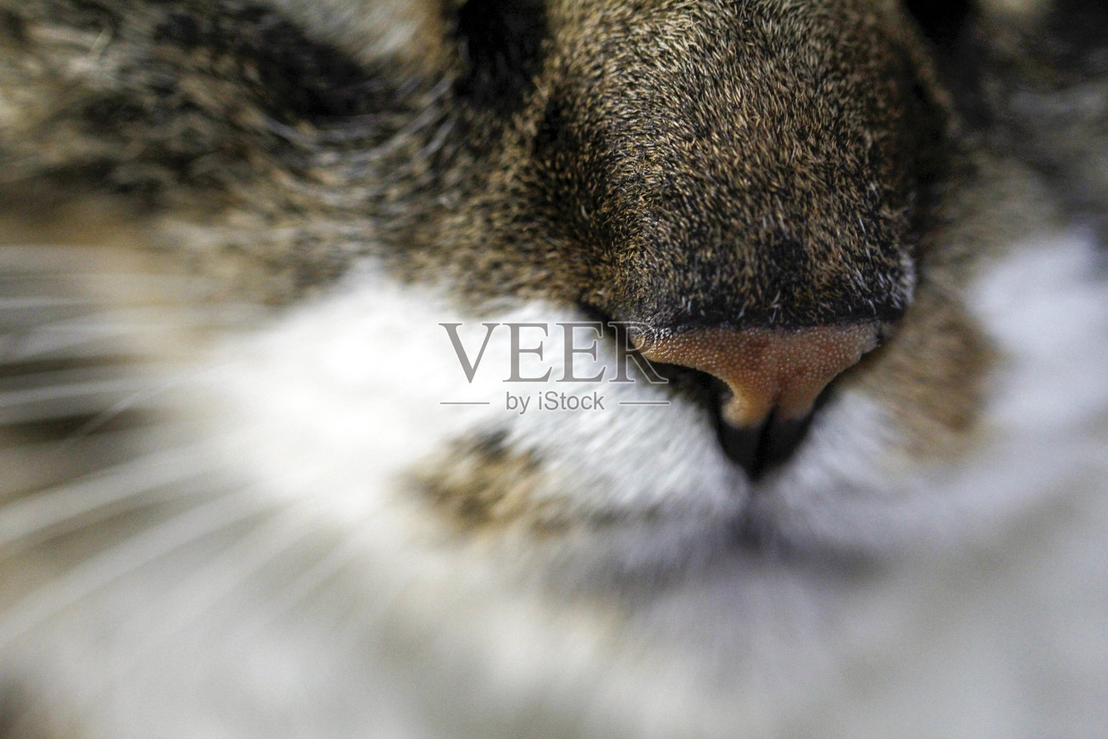特写猫的鼻子和胡须，展示出细腻的毛发纹理照片摄影图片