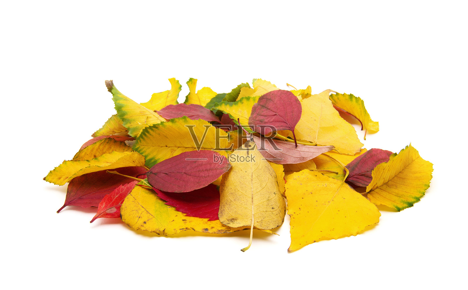 一簇色彩斑斓的秋叶，孤立在白色背景上照片摄影图片