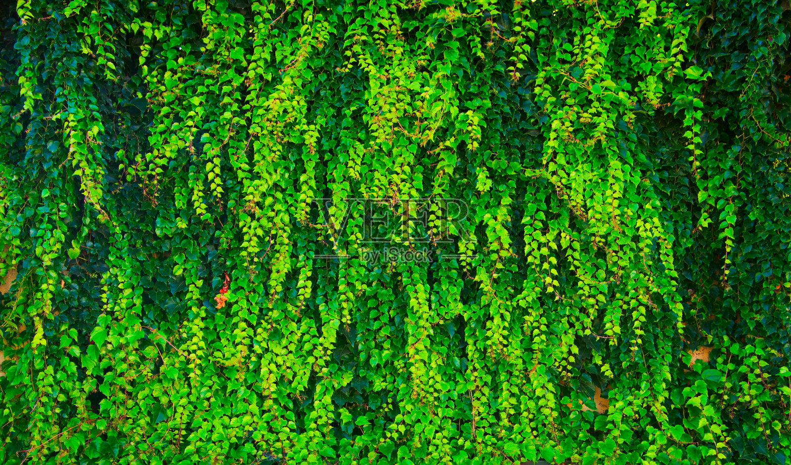 绿叶背景照片摄影图片