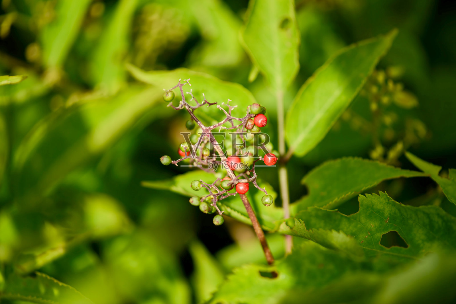 韩国接骨木（Sambucus williamsii var. coreana），一种茎部中空、结有红色浆果的落叶灌木，产于韩国。照片摄影图片
