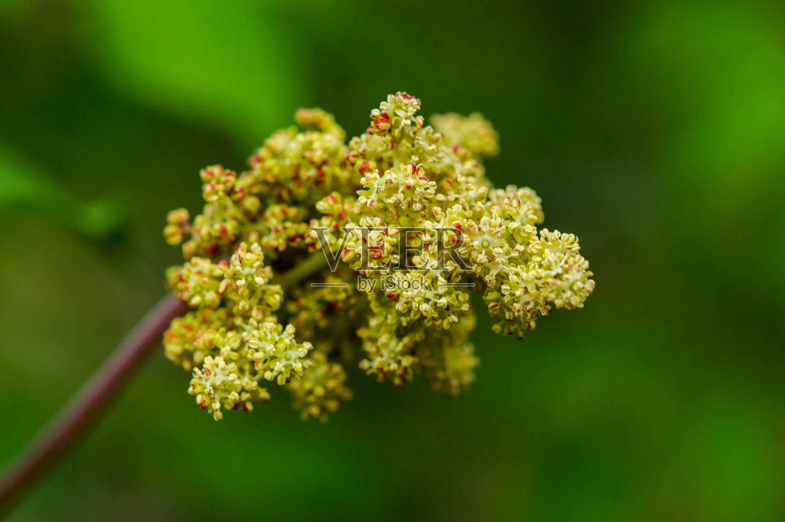 韩国接骨木（Sambucus williamsii var. coreana），一种茎部中空、带有红色浆果的落叶灌木，分布于韩国。照片摄影图片