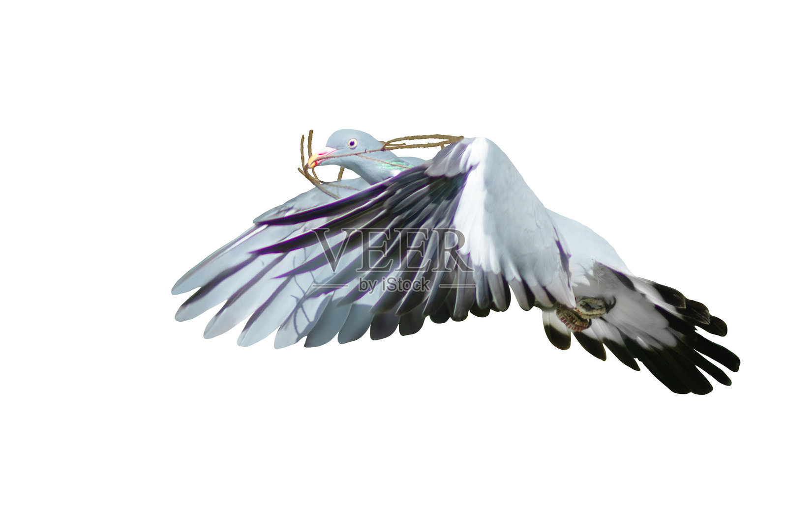 白鸽（Columba palumbus）在飞行中，携带筑巢材料，孤立在白色背景上，侧视图照片摄影图片