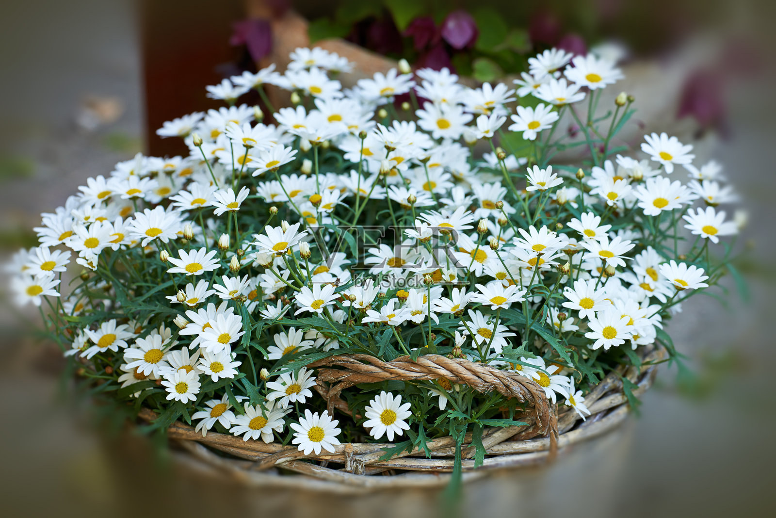 乡村椭圆篮中郁郁葱葱的白色雏菊，在宁静的花园中展示了雏菊纯洁的美丽照片摄影图片