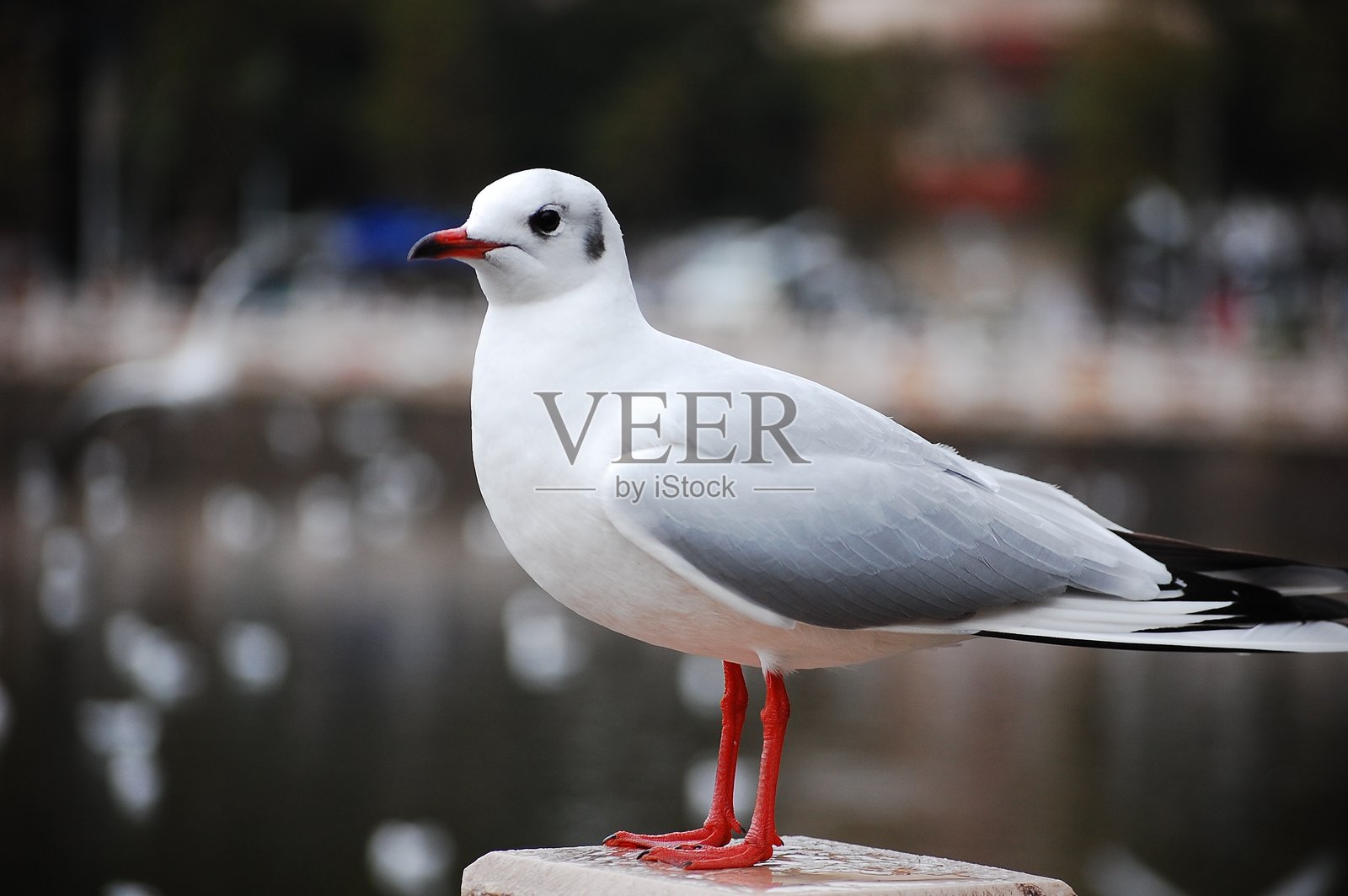 一只红腿白海鸥站在水边照片摄影图片
