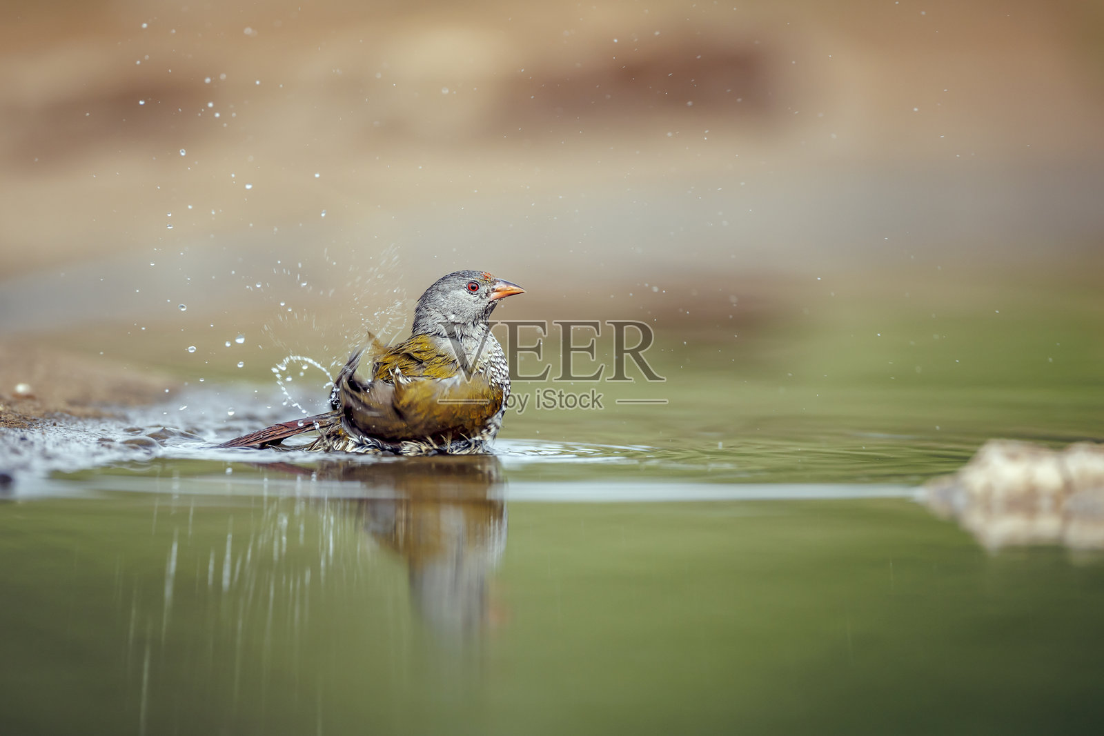 南非大克鲁格国家公园的绿翅雀鹛照片摄影图片