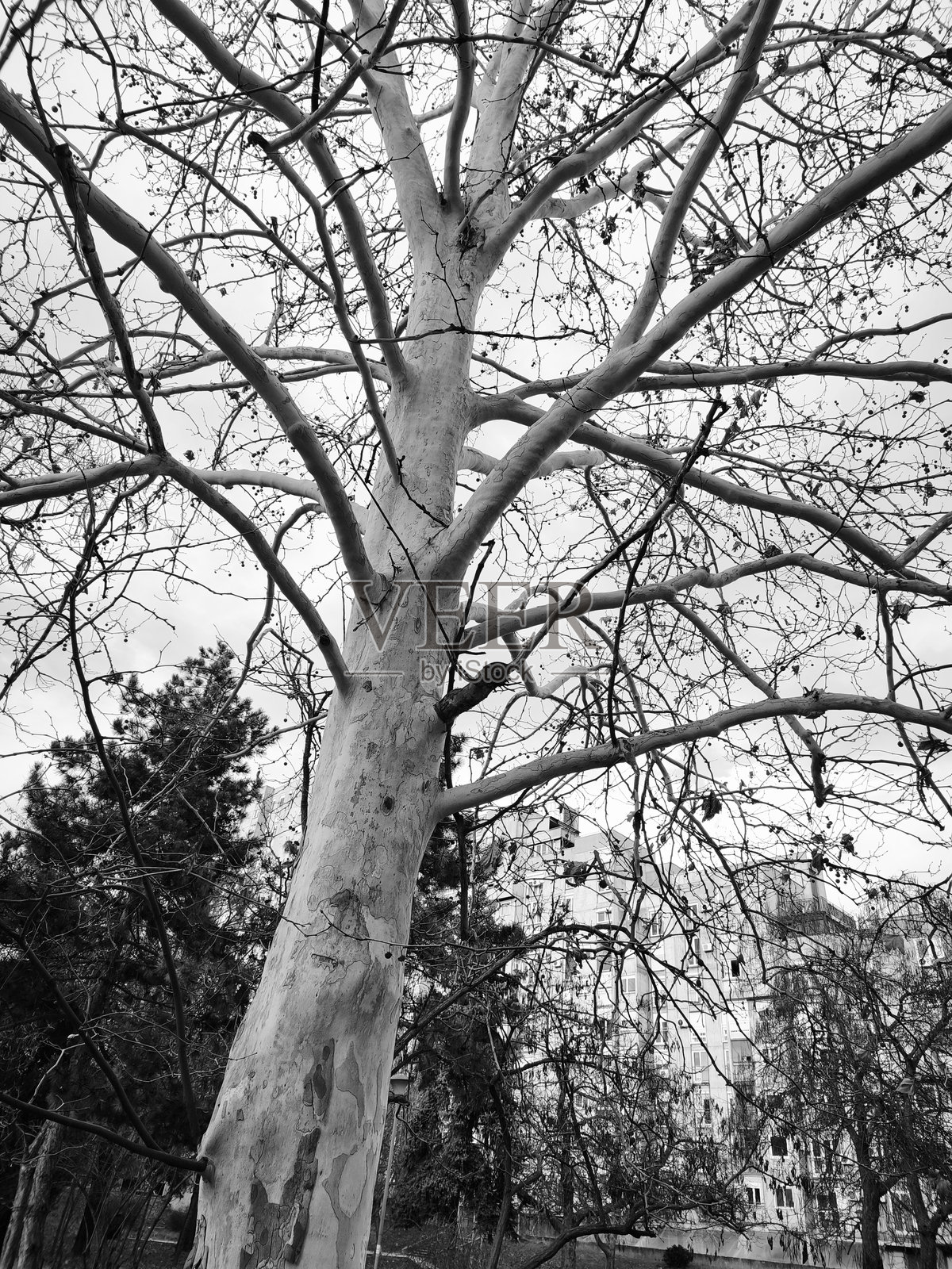 住宅区 4 棵树照片摄影图片