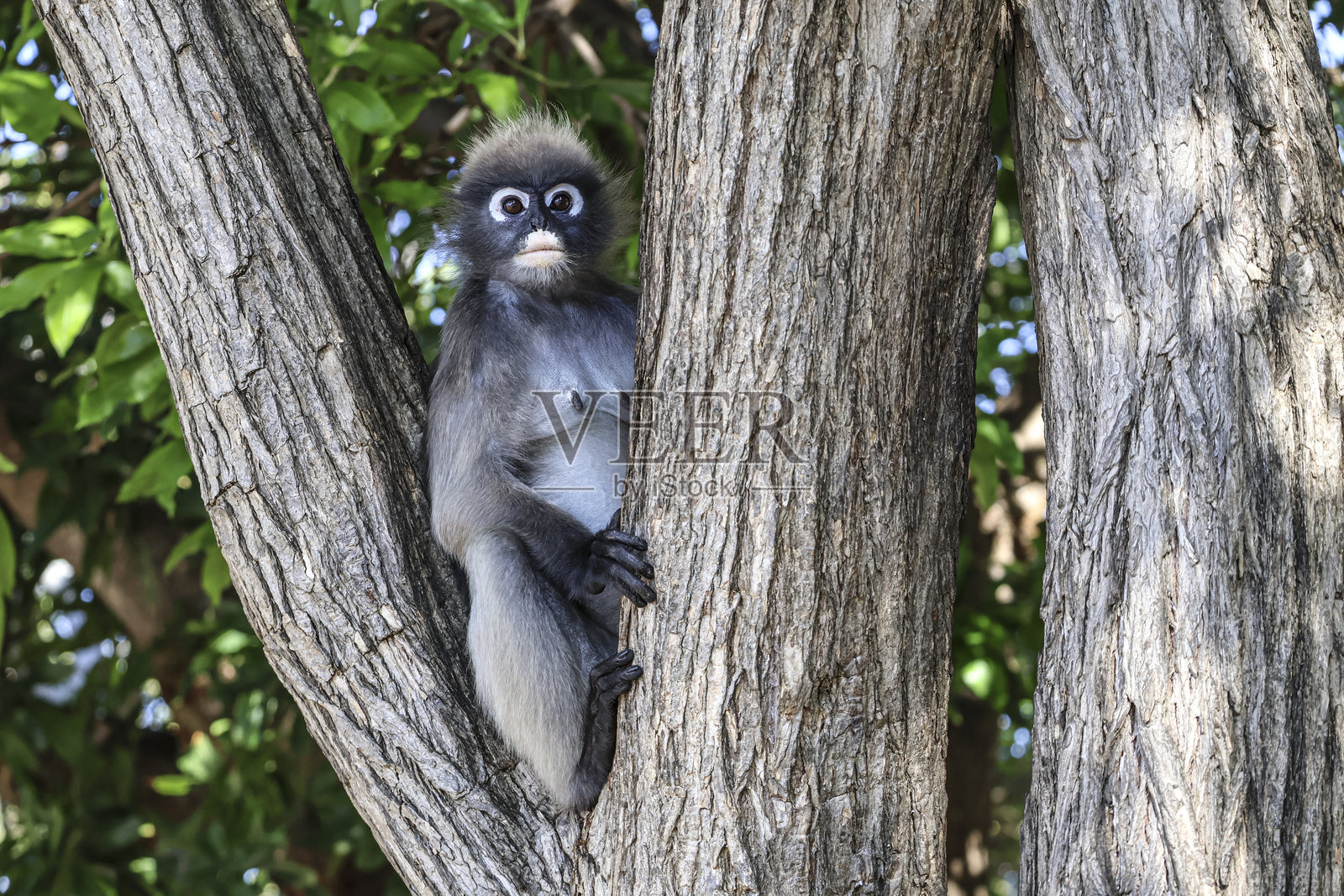 林中树枝上坐着一只杜克氏叶猴，又名眼镜叶猴。照片摄影图片
