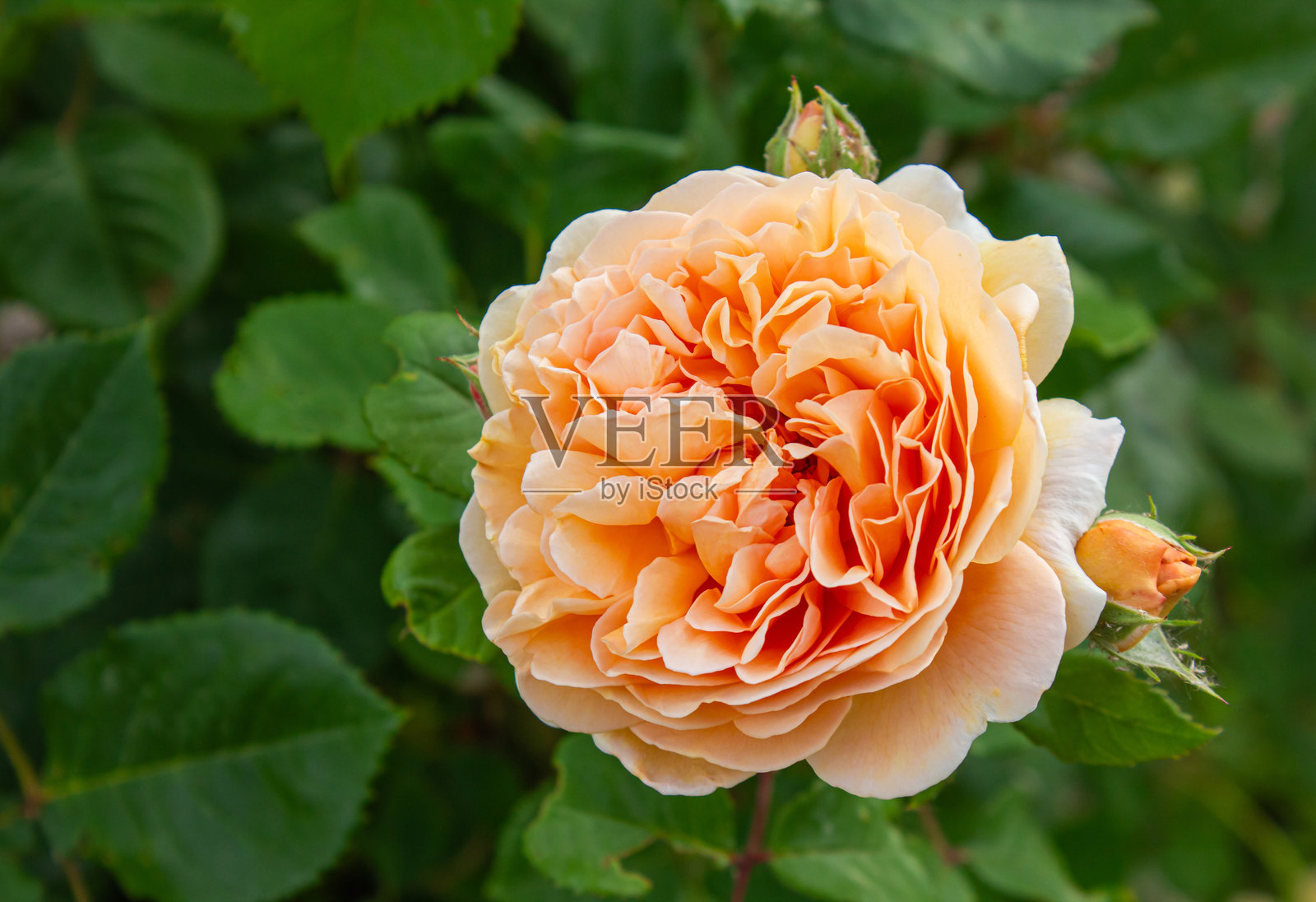 春天花园里盛开的杏色英式藤本月季“玛格丽特王妃”，背景是模糊的绿叶和留白。自然的花卉背景。照片摄影图片