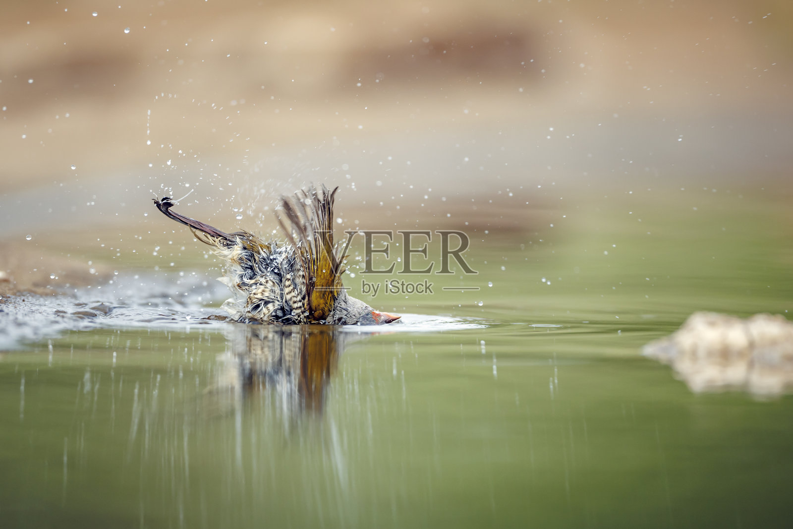 南非大克鲁格国家公园的绿翅鹦鹉照片摄影图片