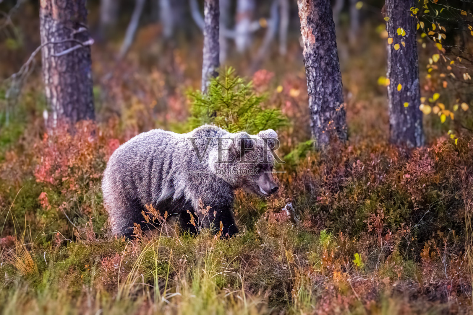 棕熊（Ursus arctos）在水淹的秋色针叶林中照片摄影图片