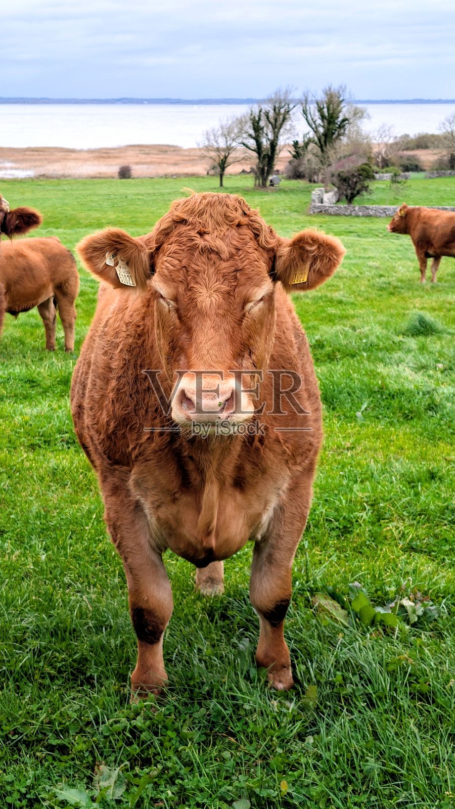 田园风光中的棕色奶牛照片摄影图片