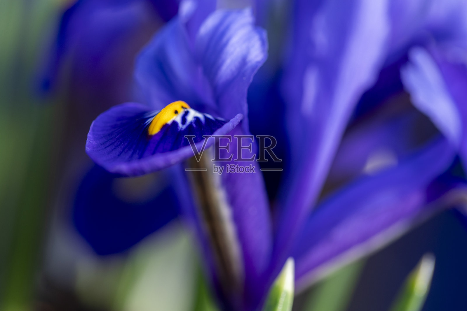 春天盛开的亮蓝色矮鸢尾花照片摄影图片