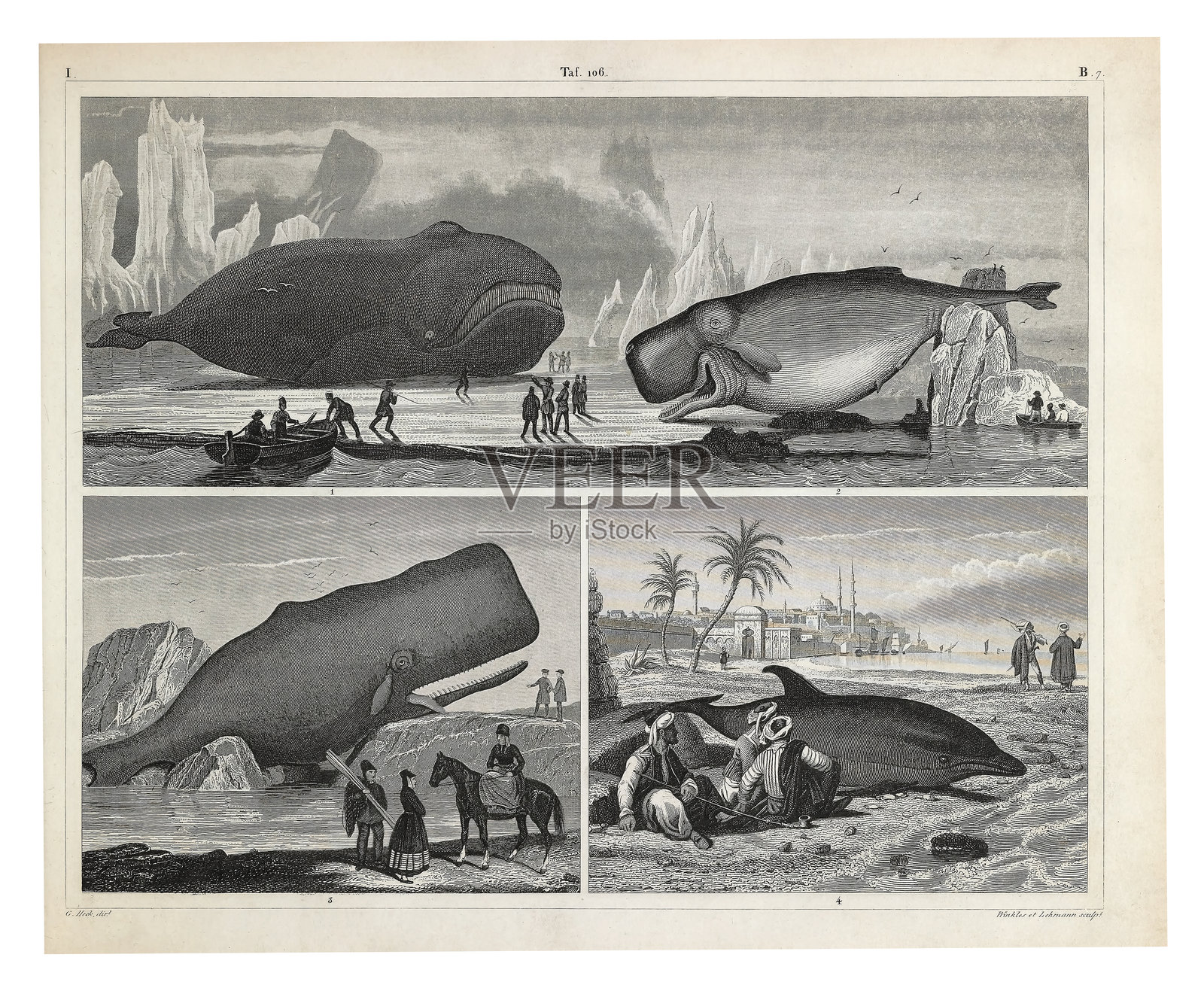 鲸目哺乳动物：齿鲸亚目和须鲸亚目 雕版古插图，出版于1851年插画图片素材