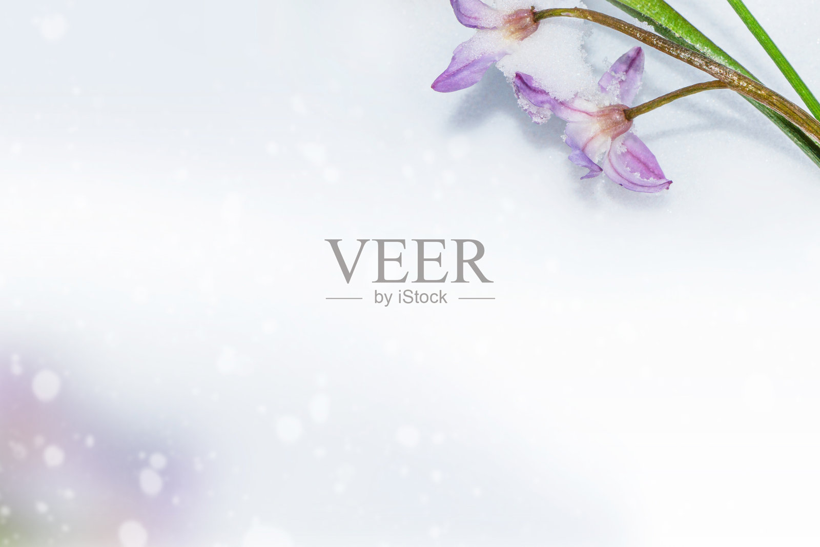 初春森林中雪地里生长的雪花莲照片摄影图片