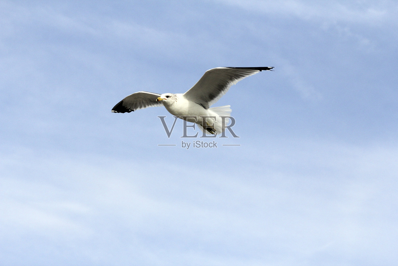一只海鸥在晴朗的蓝天中飞翔照片摄影图片