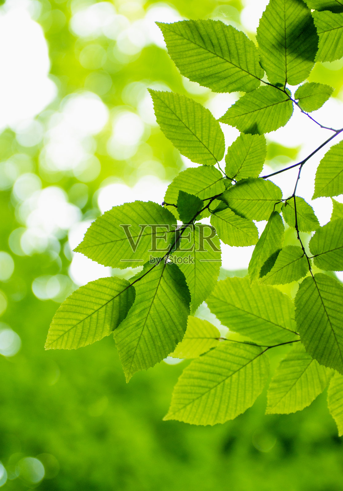 抽象背景上的绿叶照片摄影图片