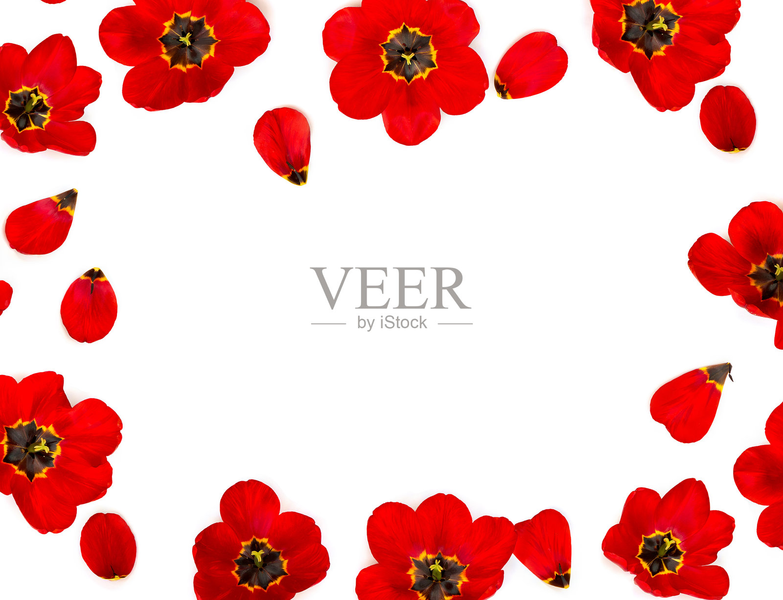 白色背景上的红色郁金香花框，俯视，平面布置，留有文字空间。照片摄影图片