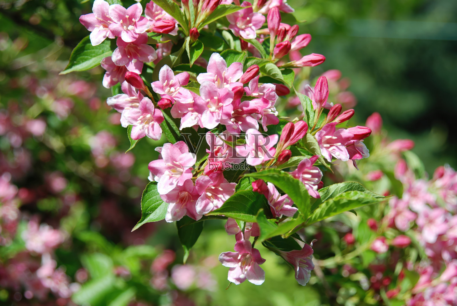 韩国卫矛，一种韩国特有的落叶灌木，开黄色至红色的钟形花。照片摄影图片