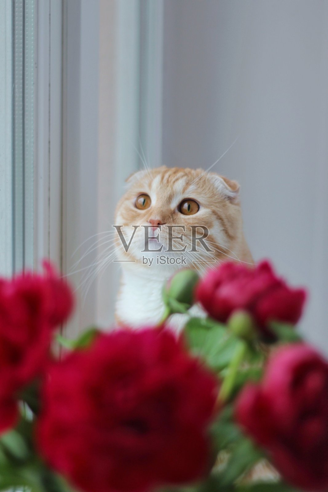 一只可爱的苏格兰折耳猫，琥珀色的眼睛，从鲜艳的红花后探出头来，背景柔和模糊。象征着猫咪的魅力和花卉的美丽。照片摄影图片