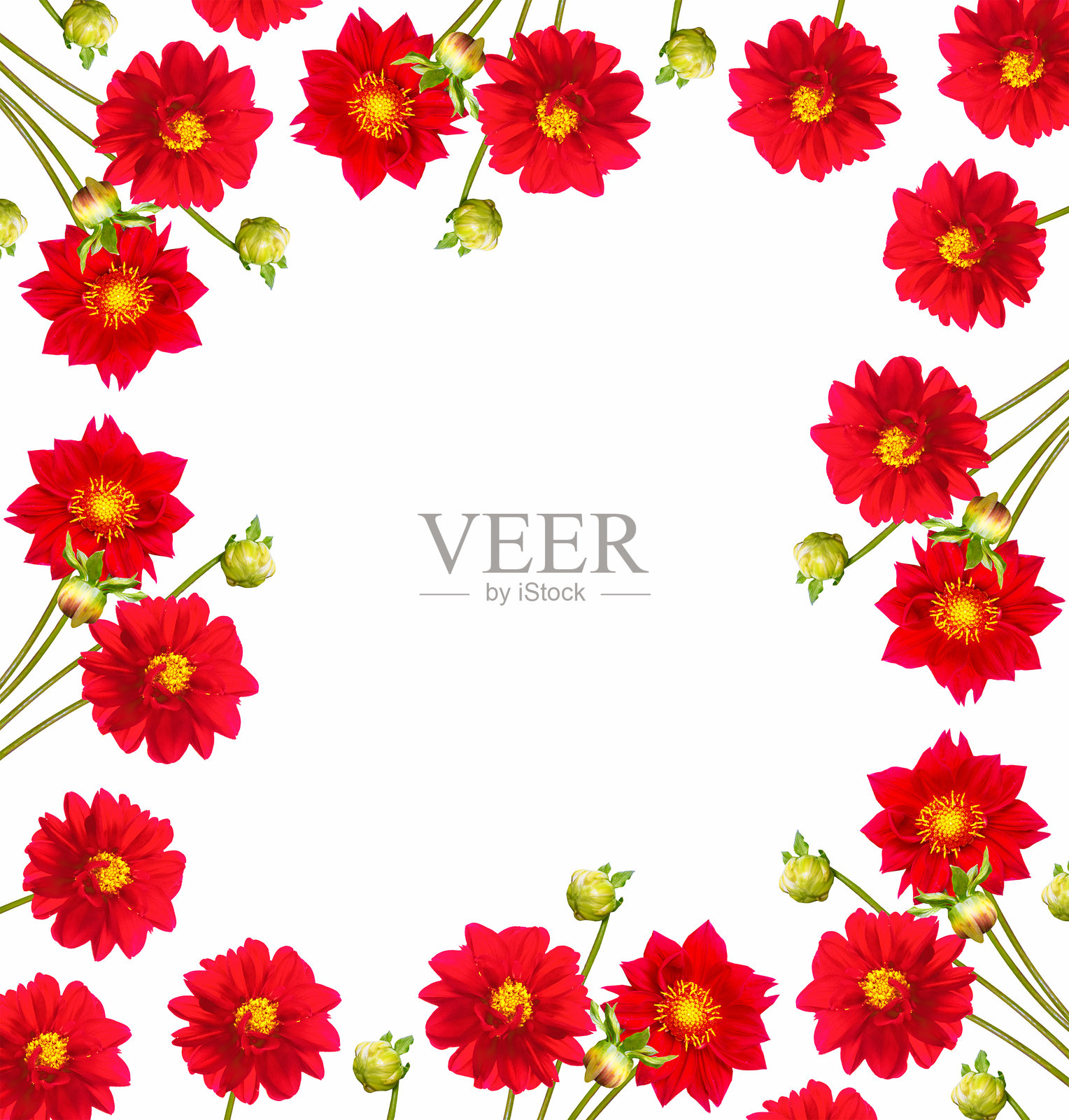 花卉自然构成。色彩鲜艳的大丽花。自然照片摄影图片