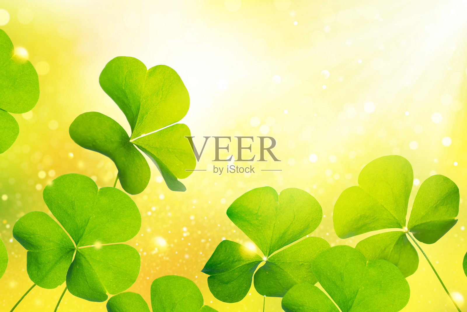 圣帕特里克节。黄色背景上的绿色三叶草叶子。照片摄影图片