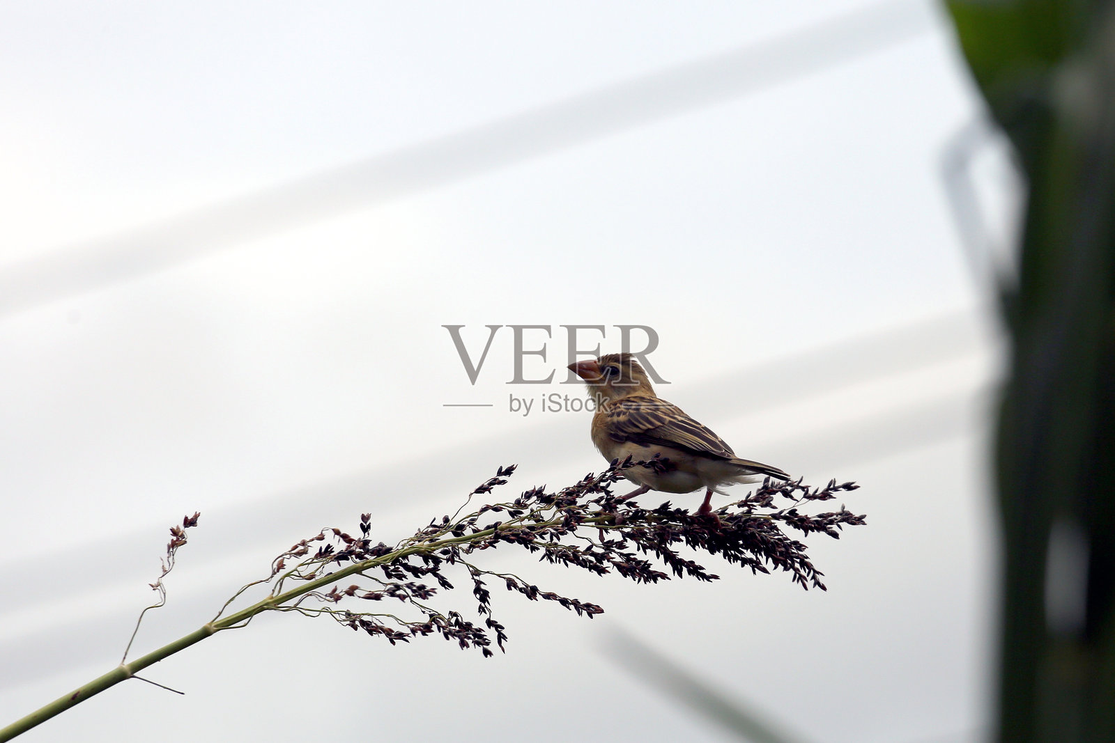 尼泊尔伊纳鲁瓦的织布鸟栖息在草地上照片摄影图片