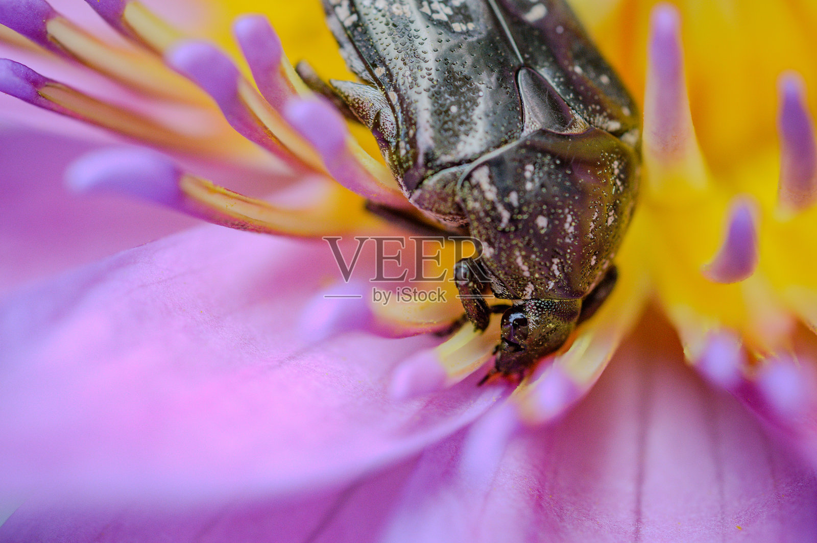 一只巨大的花金龟停留在粉色的睡莲花粉上照片摄影图片