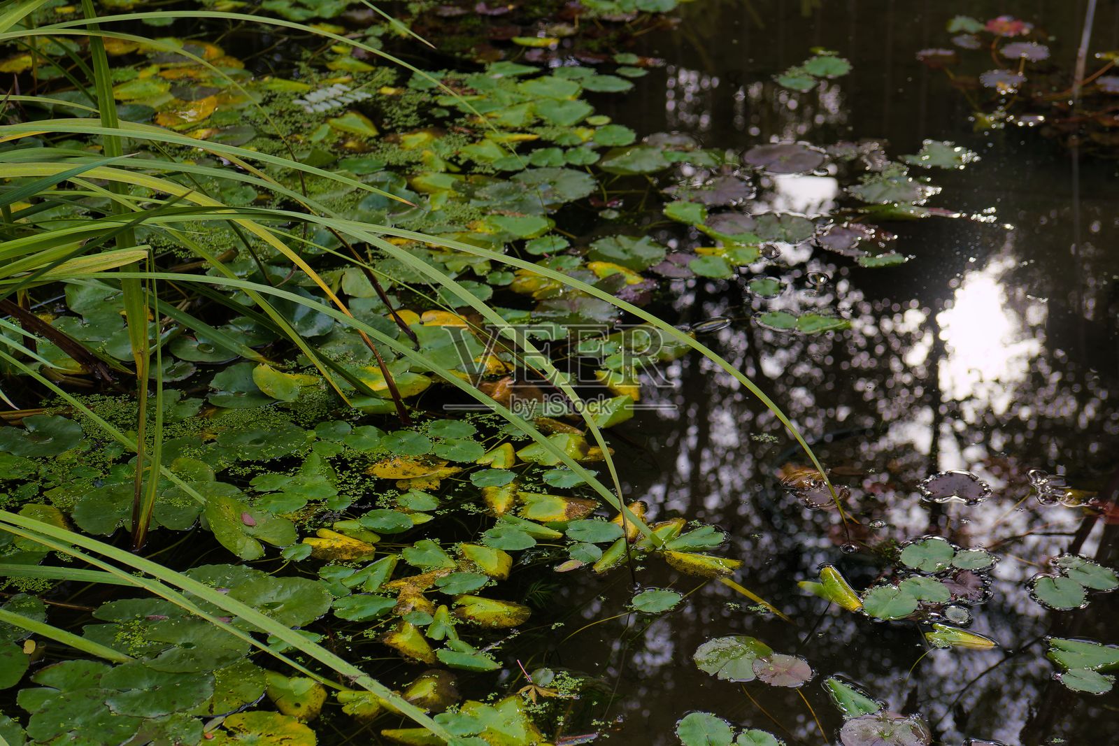 午后宁静花园中，生机勃勃的荷叶覆盖的池塘，阳光在水面闪耀照片摄影图片