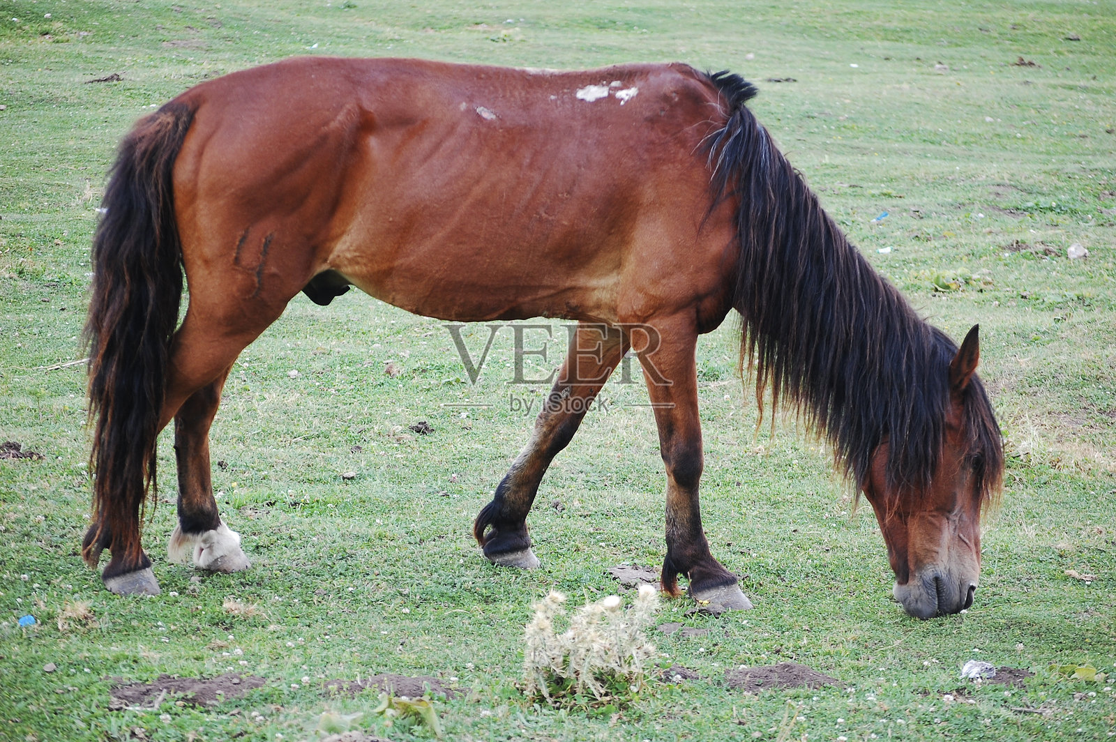 一匹棕色的马在绿色的草地上吃草照片摄影图片