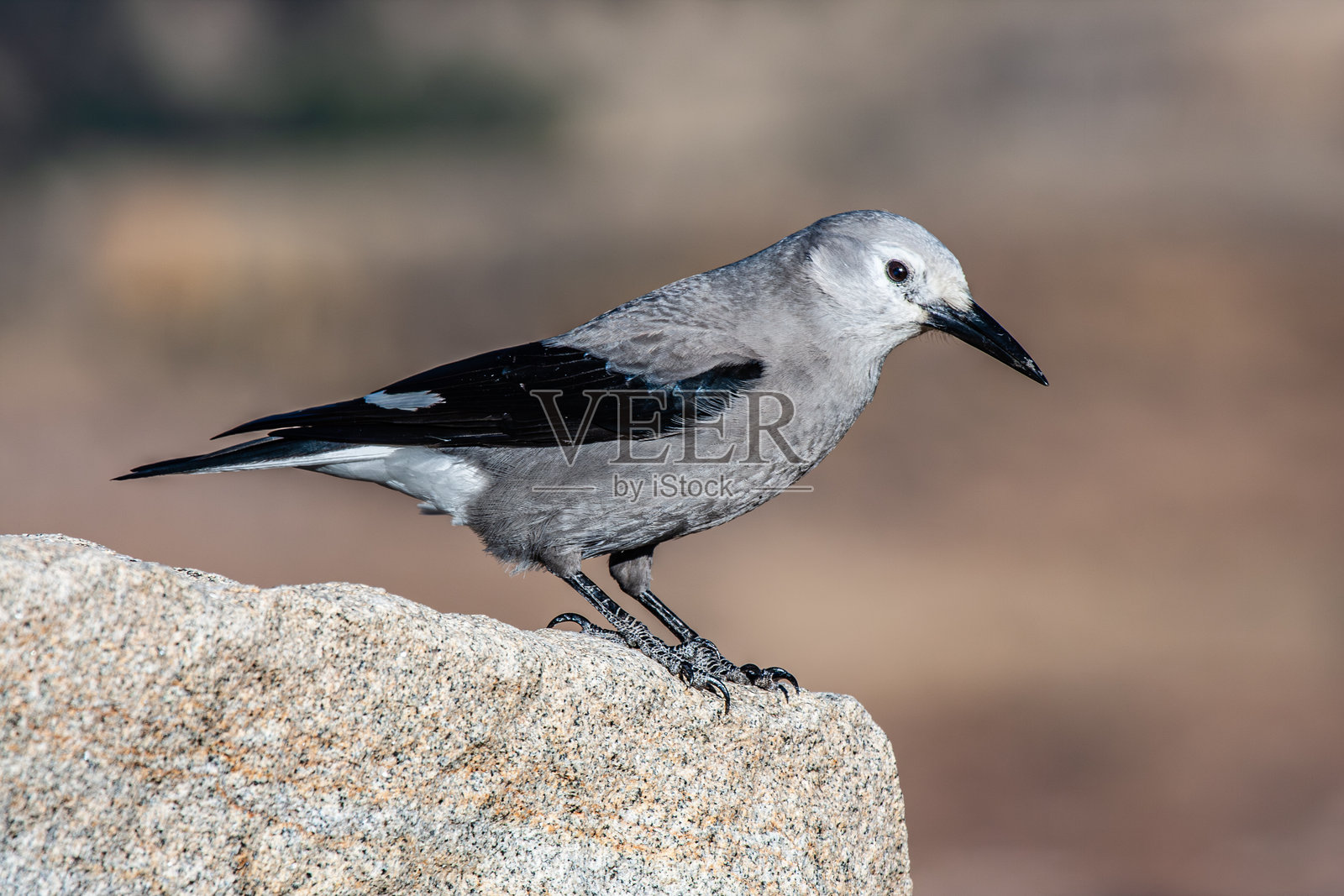 科罗拉多州落基山国家公园的鸟类照片摄影图片