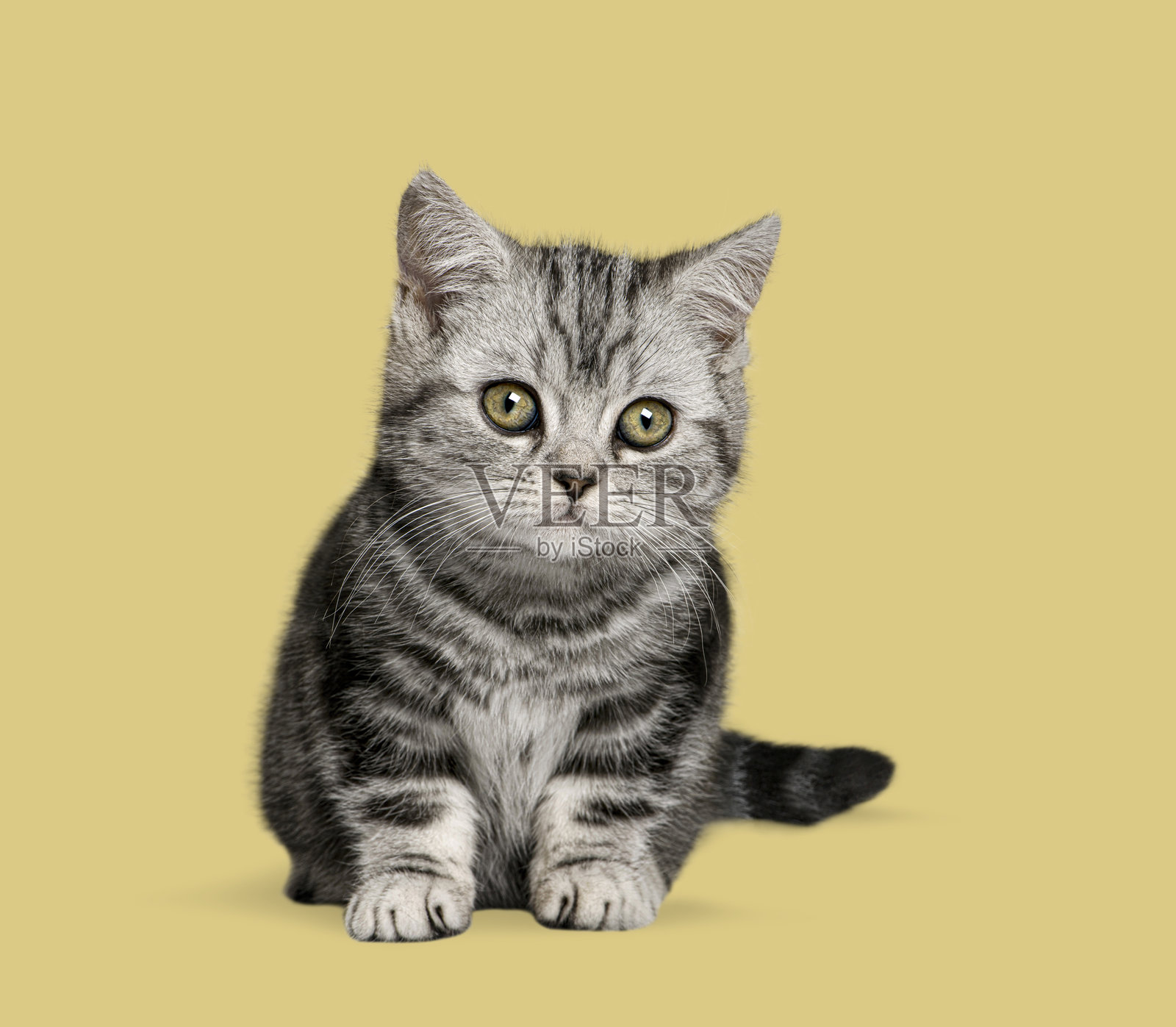 银色虎斑英国短毛猫幼崽，背景为黄色照片摄影图片