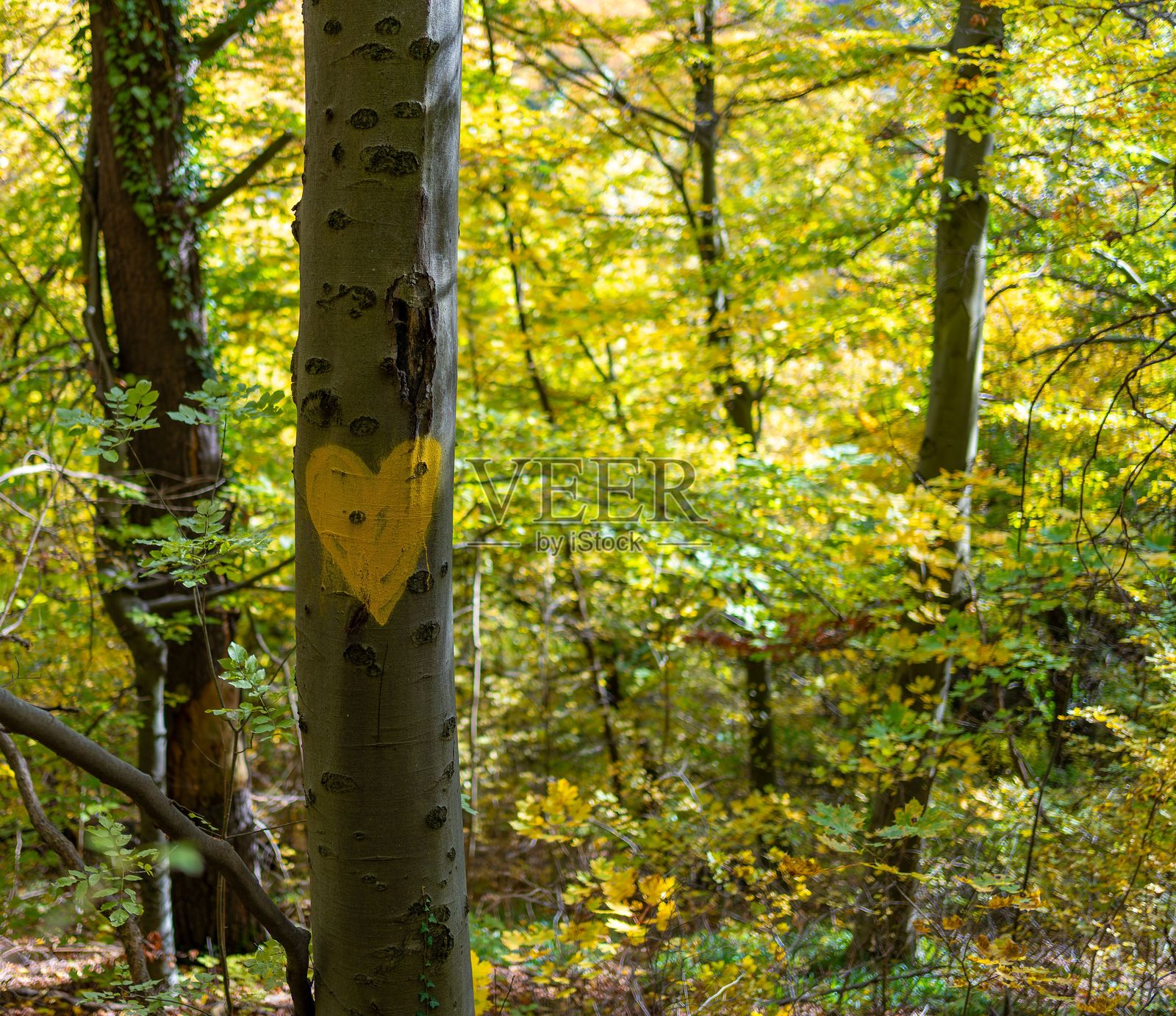 郁郁葱葱的森林中带有黄色爱心的树照片摄影图片