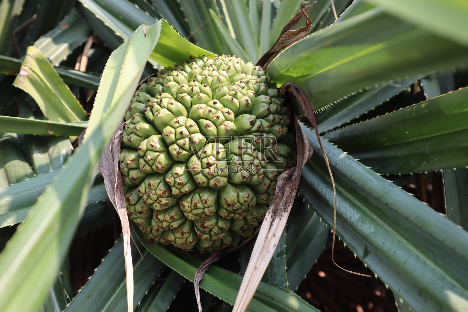 露兜树茂密的树冠，露出许多细长、带状的深绿色叶子，叶尖朝下悬挂。明亮、晴朗的蓝天在叶子下方可见，阳光照亮了叶子的边缘。照片摄影图片
