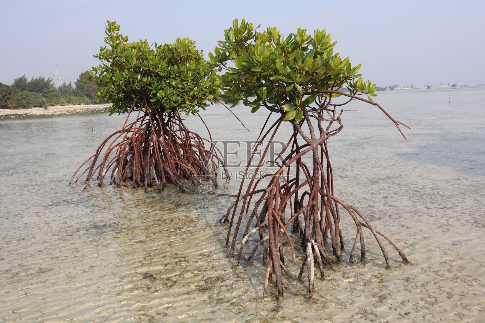 一棵成熟的红树林在清澈的浅水中挺立，展示着其错综复杂的红棕色支撑根。茂密翠绿的树冠蓬勃生长，在朦胧的海滨地平线上勾勒出剪影，象征着坚韧的自然。照片摄影图片