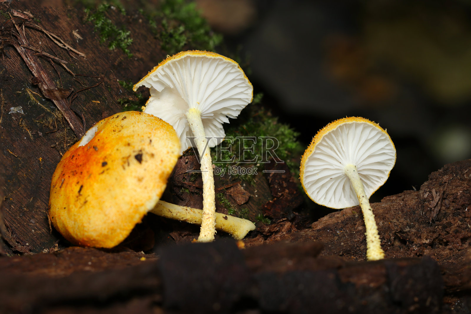 小型橙色鸡油菌（Cyptotrama asprata，又称Daidaigasa）蘑菇排成一列，杯状和菌褶设计（真菌学，近距离微距摄影）照片摄影图片