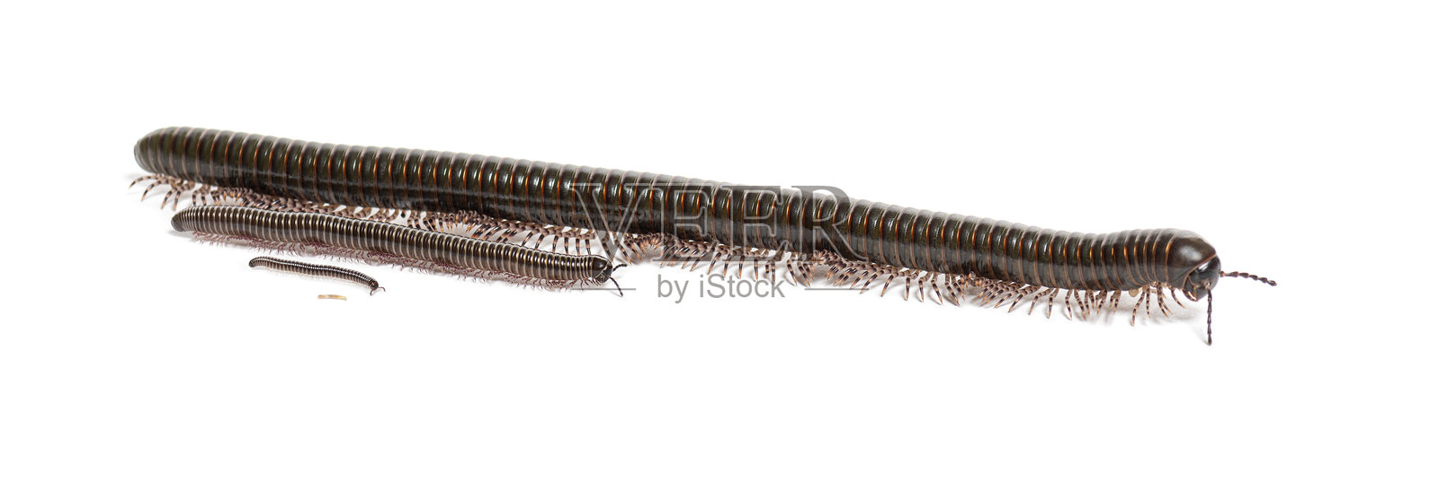 白底上展示生长阶段的千足虫家族照片摄影图片