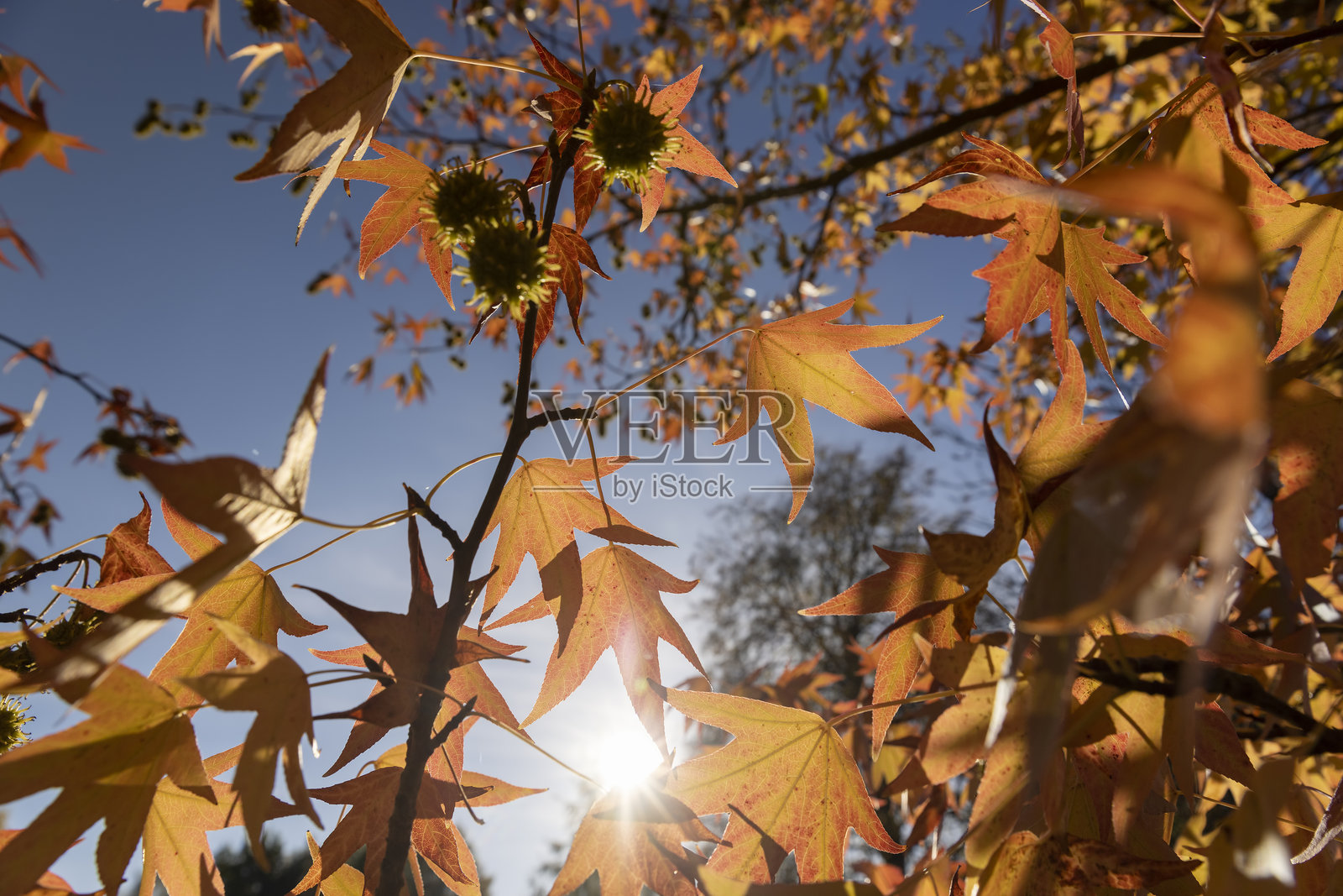 秋季枫叶在晴朗的蓝天下，特写照片摄影图片