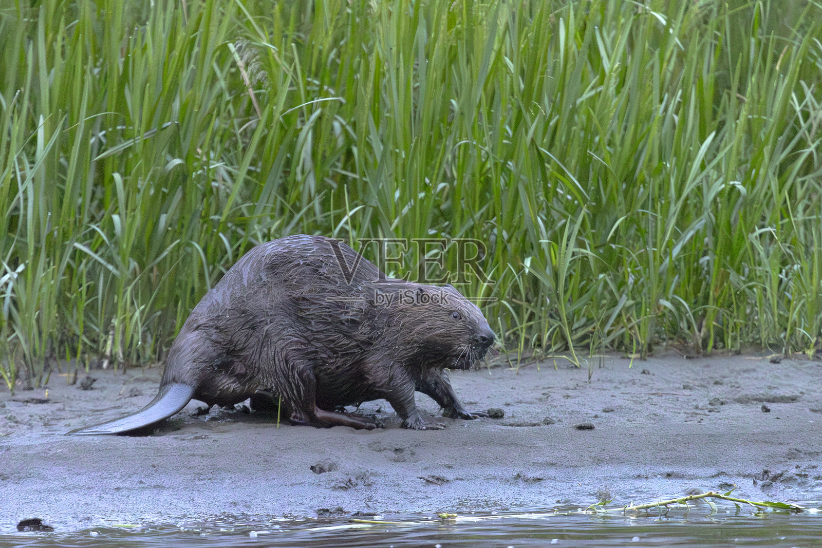 欧亚河狸在黄昏时分沿着海岸行走。俄罗斯，图瓦共和国，阿萨斯河照片摄影图片