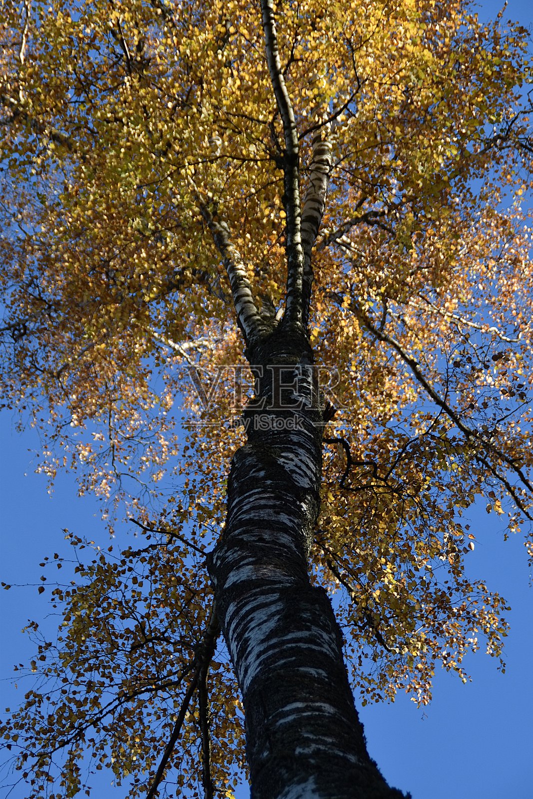 十月的美丽白桦树照片摄影图片