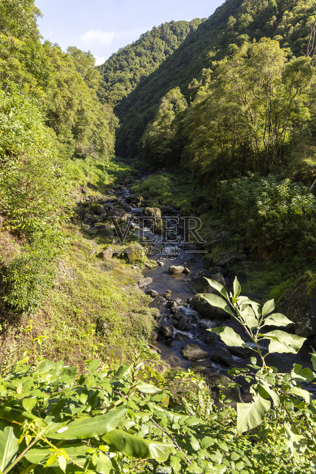圣米格尔岛亚速尔群岛一片葱郁的森林中，一股溪流潺潺流过。照片摄影图片