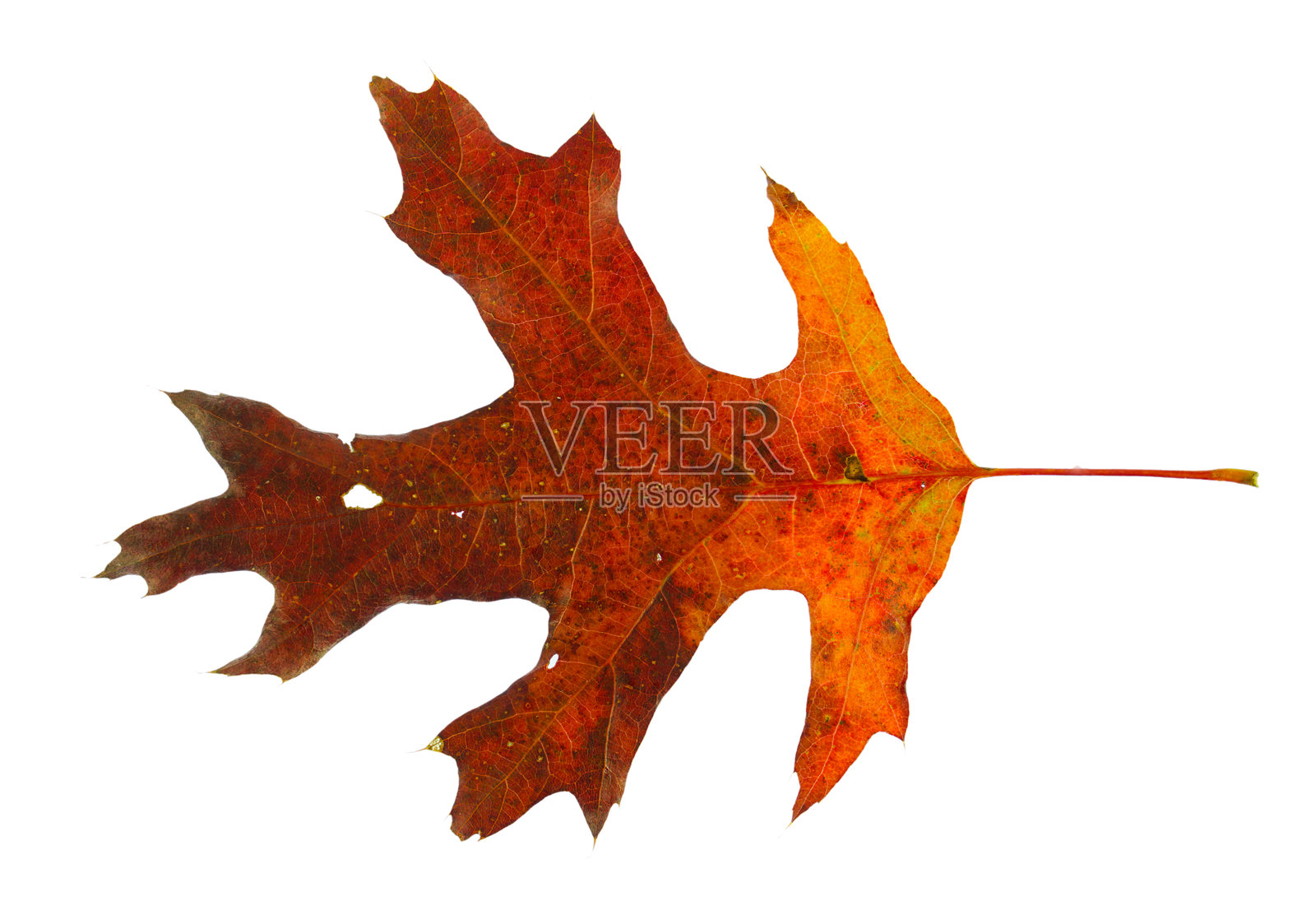 色彩鲜艳的橡树叶，孤立在白色背景上照片摄影图片