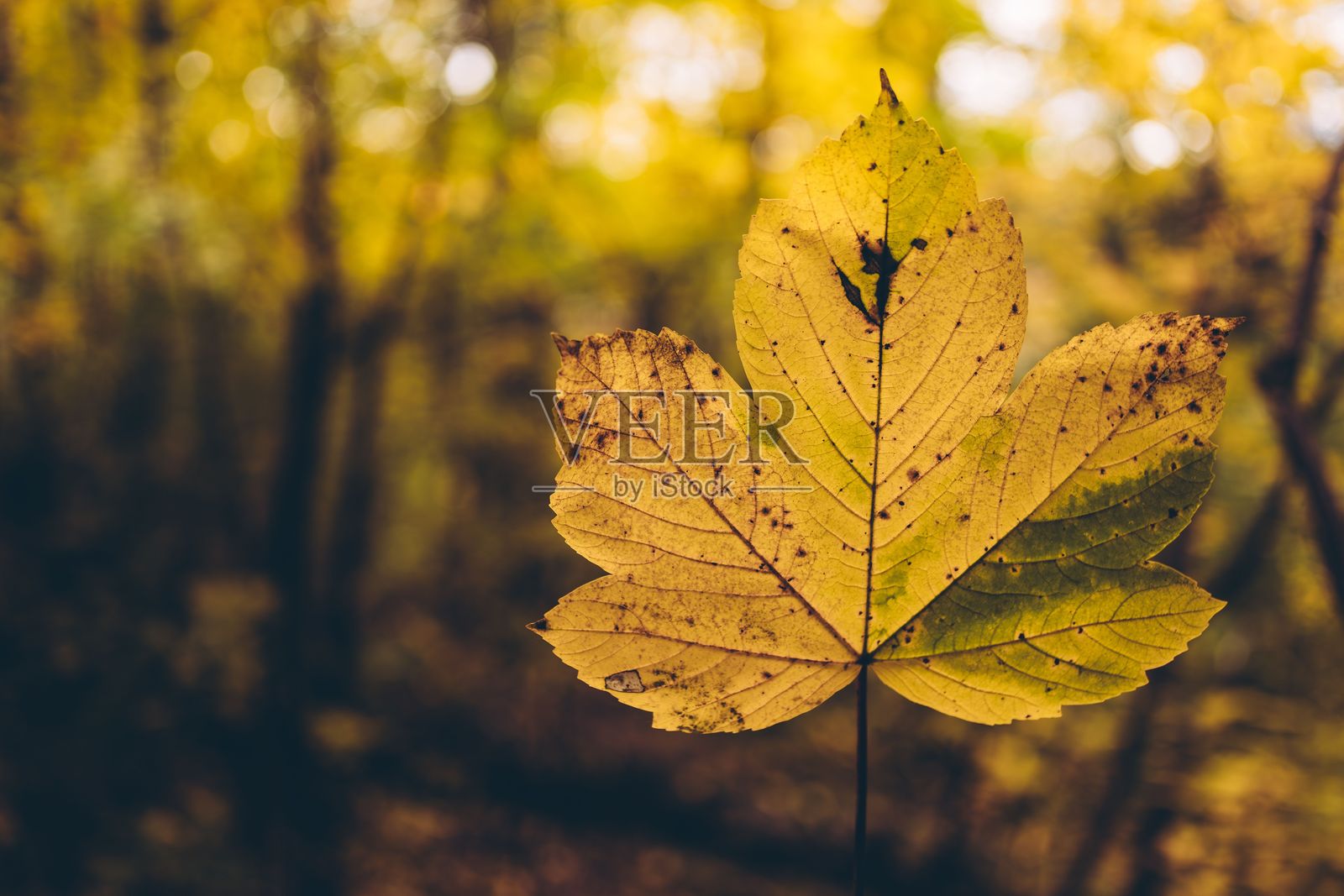 森林中秋叶的特写照片摄影图片