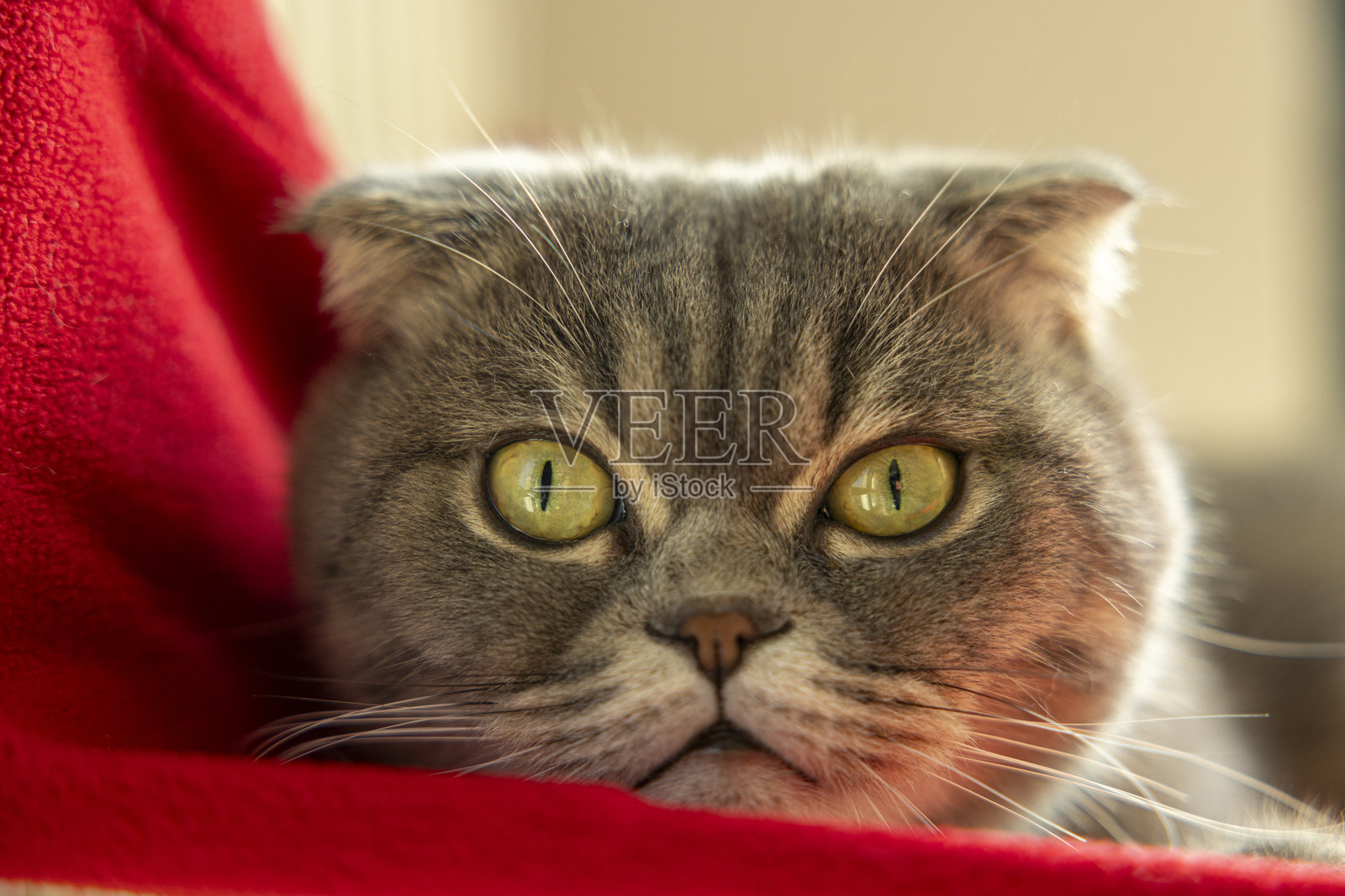 苏格兰折耳猫特写照片摄影图片