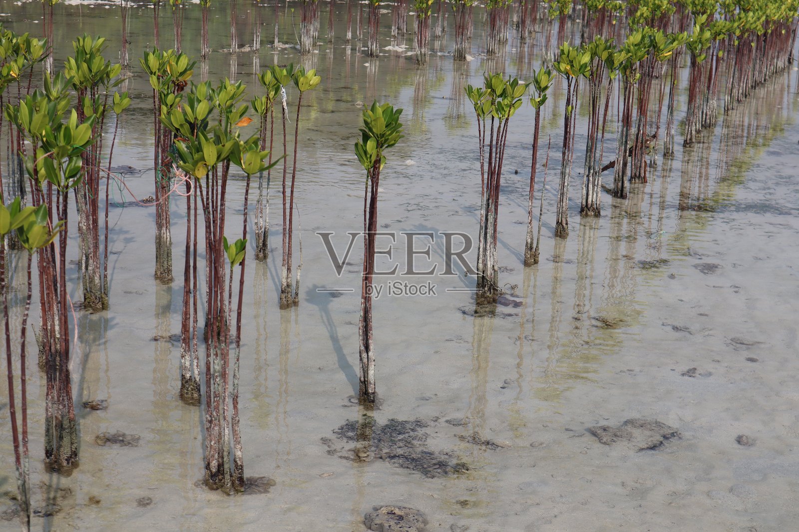 红树林树木成排地生长在浅而平静的水域中，可能是一个正在进行重新造林的沿海地区。每棵幼苗都有细长的红褐色树干或支柱根，深深地扎入水中，支撑着一簇簇充满活力的绿叶。照片摄影图片