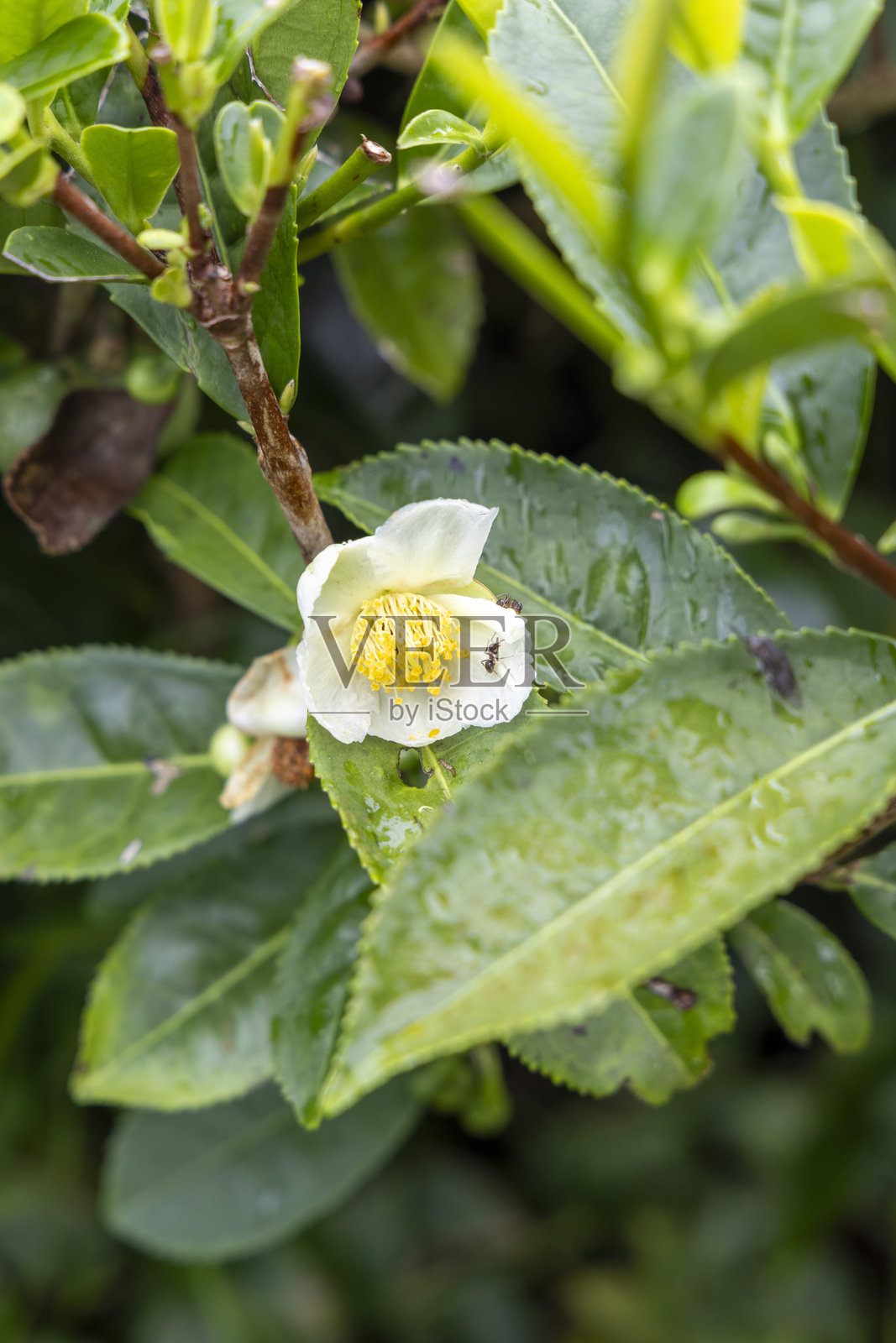 圣米格尔岛，亚速尔群岛，一片叶子上的黄绿色山茶花（茶）及其黄色的花心照片摄影图片