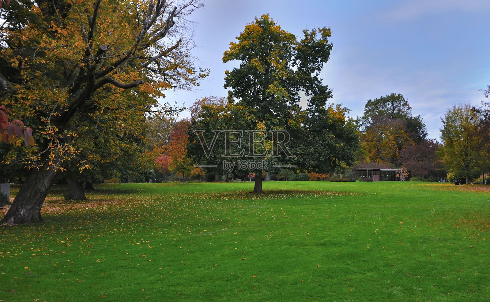 秋季树木和绿草点缀的宁静公园。照片摄影图片