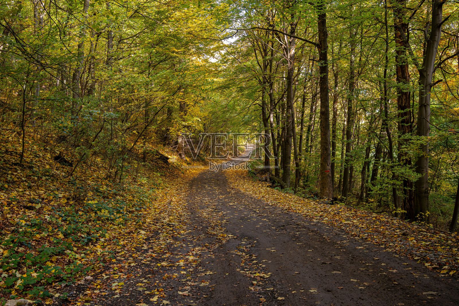 秋日宁静的森林小径照片摄影图片